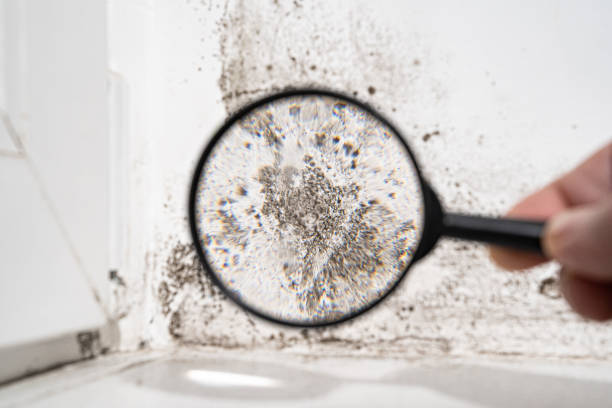 Environmental Consulting for Mold Prevention in New Port Richey East, FL