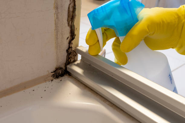 Trusted New Port Richey East, FL Mold Remediation Experts